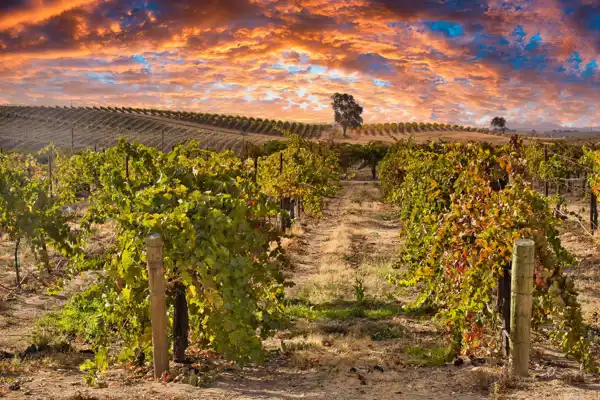 Paso Robles Shutterstock 1841551873 Resized
